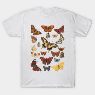 Group of Butterflies - Vintage Insect/Bug Illustration T-Shirt